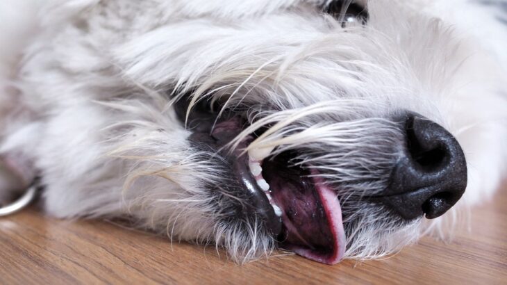 犬の熱中症『初期症状』5選　命に関わる危険な状態とは？日頃からできる対策まで(ブログ)