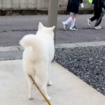 登校中の小学生に出くわして大喜びする秋田犬→学校へ行ってしまった結果…『感情がわかりやすすぎる光景』が134万再生「声が聞こえるｗ」(ブログ)