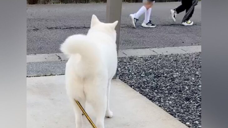登校中の小学生に出くわして大喜びする秋田犬→学校へ行ってしまった結果…『感情がわかりやすすぎる光景』が134万再生「声が聞こえるｗ」(ブログ)