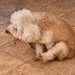 犬が『おしりを地面に擦り付ける』理由4選　考えられる要因や病院を受診する目安まで(ブログ)