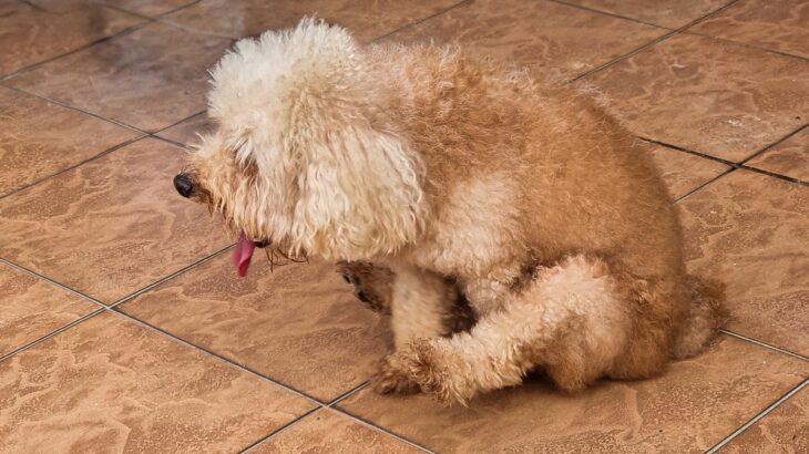 犬が『おしりを地面に擦り付ける』理由4選　考えられる要因や病院を受診する目安まで(ブログ)