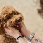 犬に幸せを与える『飼い主の言葉』5選　愛犬の幸福度を高めるために日頃から意識すべきことまで(ブログ)