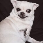 犬が『キレている』ときにする仕草や行動4選　怒っているときの絶対NG行為や落ち着かせる方法まで(ブログ)