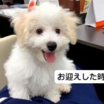 フワフワの赤ちゃん犬を飼って『5キロくらいになるかな』と思っていたら…予想もつかなかった衝撃のビフォーアフターが話題「可愛すぎる」(ブログ)