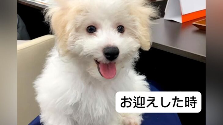 フワフワの赤ちゃん犬を飼って『5キロくらいになるかな』と思っていたら…予想もつかなかった衝撃のビフォーアフターが話題「可愛すぎる」(ブログ)