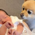 『生まれたばかりの新生児』を初めて見た犬→まるで守っているかのように…尊すぎる行動が25万再生「幸せ空間」「優しいまなざしに感動」(ブログ)