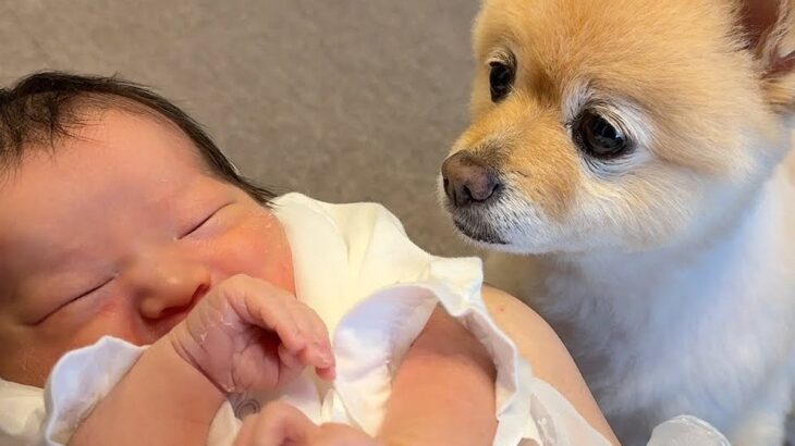 『生まれたばかりの新生児』を初めて見た犬→まるで守っているかのように…尊すぎる行動が25万再生「幸せ空間」「優しいまなざしに感動」(ブログ)