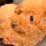 『犬語でワンコに話しかけてみた』結果…想定外の展開で『ドン引きされてしまう光景』が21万再生「間違って伝わってるｗｗ」「思った以上で草」(ブログ)