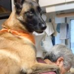 カッコいい顔の大型犬２匹が『おばあちゃん』に向かって…見た目からは想像できない『まさかのおねだり』が129万再生「大きな赤ちゃん」と絶賛(ブログ)