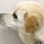 人が怖くて震えていた保護犬を家族に→半年後『奇跡の出会い』があり…幸せあふれる光景が泣けると8万再生「素晴らしい」「胸がジーンとした」(ブログ)