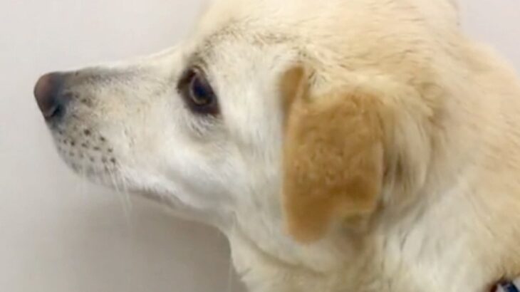 人が怖くて震えていた保護犬を家族に→半年後『奇跡の出会い』があり…幸せあふれる光景が泣けると8万再生「素晴らしい」「胸がジーンとした」(ブログ)