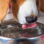 犬に水を与えるときの注意点とは？飲み水の適切な温度や進んで飲んでもらうための工夫まで(ブログ)