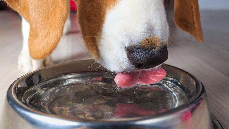 犬に水を与えるときの注意点とは？飲み水の適切な温度や進んで飲んでもらうための工夫まで(ブログ)