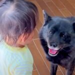 3歳の女の子を『本気で叱った』結果→見ていた犬が…もはや人間のような『一生懸命すぎる行動』に21万再生の反響「ステキ」「気遣い上手」(ブログ)