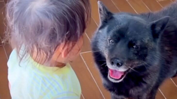 3歳の女の子を『本気で叱った』結果→見ていた犬が…もはや人間のような『一生懸命すぎる行動』に21万再生の反響「ステキ」「気遣い上手」(ブログ)
