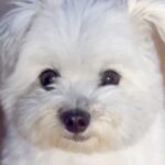 真っ白なフワフワ犬→赤ちゃん時代を振り返ってみたら…別犬かと思うほど『衝撃的な色の変化』に「こんな変わるんだ」「入れ替わった？」と反響(ブログ)