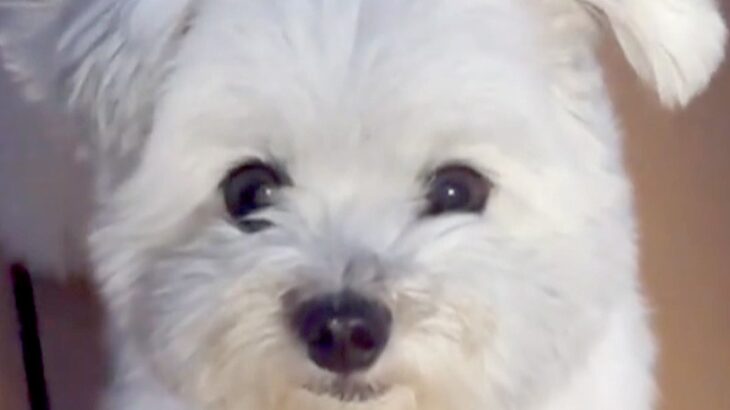 真っ白なフワフワ犬→赤ちゃん時代を振り返ってみたら…別犬かと思うほど『衝撃的な色の変化』に「こんな変わるんだ」「入れ替わった？」と反響(ブログ)