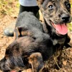 真夏の暑い日『ゴミ箱に捨てられていた2匹の赤ちゃん犬』を発見…保護して2ヶ月後→泣ける展開に反響「助けてくれてありがとう」「心が痛い」(ブログ)
