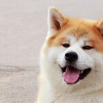『秋田犬』が世界で人気なのはなぜ？海外でも好まれる理由から魅力的な特徴までご紹介(ブログ)