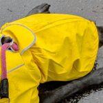 雨ガッパを着て散歩に出かけた大型犬→濡れないと思ったら…悲劇的すぎる『まさかの行動』に3万いいね「やめてーー」「あーあって声出たｗ」(ブログ)