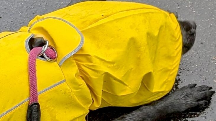 雨ガッパを着て散歩に出かけた大型犬→濡れないと思ったら…悲劇的すぎる『まさかの行動』に3万いいね「やめてーー」「あーあって声出たｗ」(ブログ)