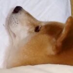 寝るために寝室へ向かった結果→犬が先に寝ていて…思わず泣けてくる『尊い光景』に13万いいねの反響「愛にあふれてて感動」「優しい」と称賛(ブログ)