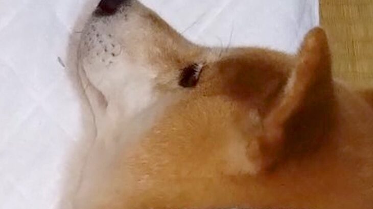寝るために寝室へ向かった結果→犬が先に寝ていて…思わず泣けてくる『尊い光景』に13万いいねの反響「愛にあふれてて感動」「優しい」と称賛(ブログ)