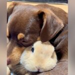 物音に驚いたウサギ→怖いことがあると必ず犬のそばに…種族を超えた『あまりにも尊い光景』が121万再生「実写版ディズニー」「信頼してる」(ブログ)