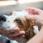 シャンプーの時に犬の顔を洗っても大丈夫？安全に洗うための注意点から嫌がる場合の対処法まで(ブログ)