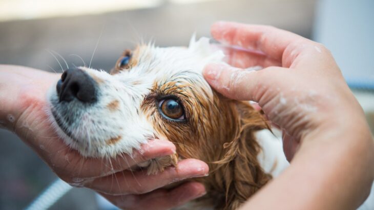 シャンプーの時に犬の顔を洗っても大丈夫？安全に洗うための注意点から嫌がる場合の対処法まで(ブログ)