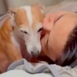 パパが寝ている布団にきた犬→『両ほっぺにチューをしてほしい』と要求してきて…『まさかの結末』に反響「最後笑った」「かわいすぎてニヤけた」(ブログ)