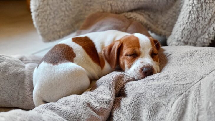 犬が『いびき』をかいている時の原因7つ　体にトラブルを抱えている可能性から改善策まで(ブログ)