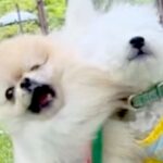 呼ばれた犬が走っていったら、他の犬が嫉妬してしまい…まさかの『容赦ないヤキモチ攻撃』に反響「ちゃんと狙ってるｗ」「犯犬も被害犬も可愛い」(ブログ)
