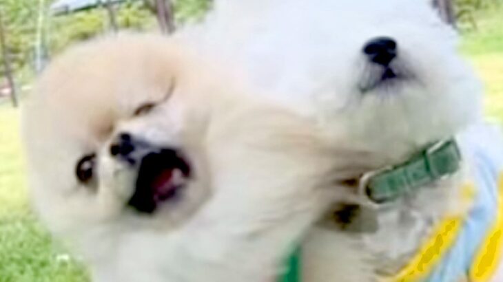 呼ばれた犬が走っていったら、他の犬が嫉妬してしまい…まさかの『容赦ないヤキモチ攻撃』に反響「ちゃんと狙ってるｗ」「犯犬も被害犬も可愛い」(ブログ)