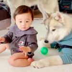 『赤ちゃんと大型犬３匹』が一緒に過ごした結果…まるで保育士？あまりにも微笑ましい行動に絶賛の声「とっても優しい」「羨ましすぎる」(ブログ)