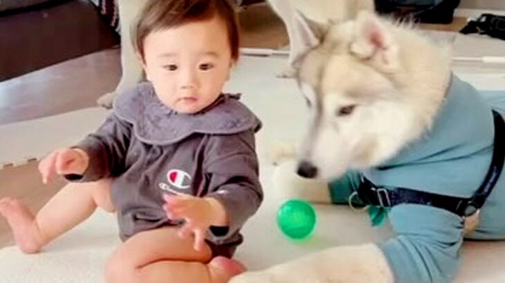 『赤ちゃんと大型犬３匹』が一緒に過ごした結果…まるで保育士？あまりにも微笑ましい行動に絶賛の声「とっても優しい」「羨ましすぎる」(ブログ)