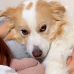 ママが泣いているのを見た犬→『パパが泣かせた』と勘違いして…涙が出るほど健気な『態度の激変』が75万再生「全然表情違う」「王子」と反響(ブログ)