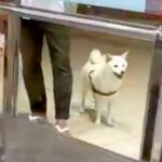 空港で12日ぶりに愛犬と再会→スルーされたと思ったら、次の瞬間…気付いた時の『泣けるリアクション』が39万再生「嬉しくて涙が出た」と絶賛(ブログ)