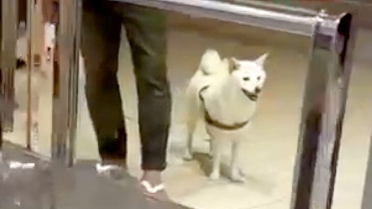 空港で12日ぶりに愛犬と再会→スルーされたと思ったら、次の瞬間…気付いた時の『泣けるリアクション』が39万再生「嬉しくて涙が出た」と絶賛(ブログ)