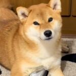 犬から少し目を離したら、母のマッサージ器で…まさかの『完璧に使いこなす光景』が106万再生の反響「うますぎｗ」「美意識高め」と爆笑(ブログ)