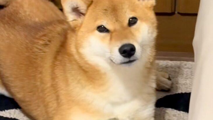 犬から少し目を離したら、母のマッサージ器で…まさかの『完璧に使いこなす光景』が106万再生の反響「うますぎｗ」「美意識高め」と爆笑(ブログ)