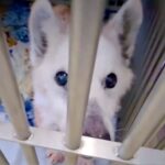 『明日までもたない…助けて』捨てられて瀕死になったボロボロ老犬…涙が止まらない『まさかの展開』が19万再生「奇跡」「よく頑張った」と感動(ブログ)
