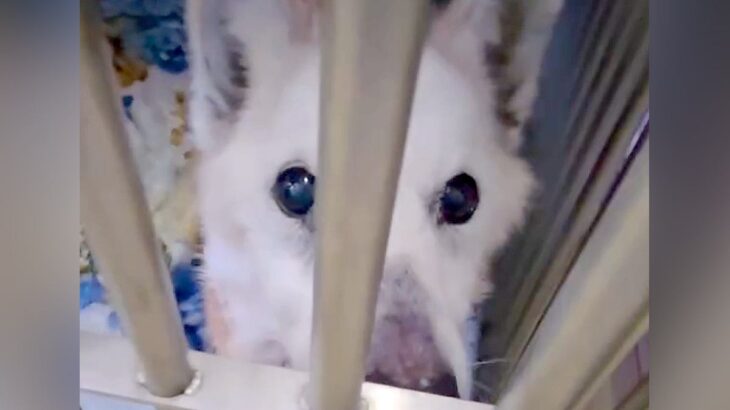 『明日までもたない…助けて』捨てられて瀕死になったボロボロ老犬…涙が止まらない『まさかの展開』が19万再生「奇跡」「よく頑張った」と感動(ブログ)