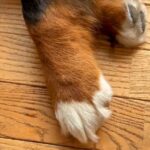 超大型犬のおててを人間の手と比較してみたら…思った以上に『重量感ある光景』に2万いいね集まる「たまらん…最高」「握手してください」と悶絶(ブログ)