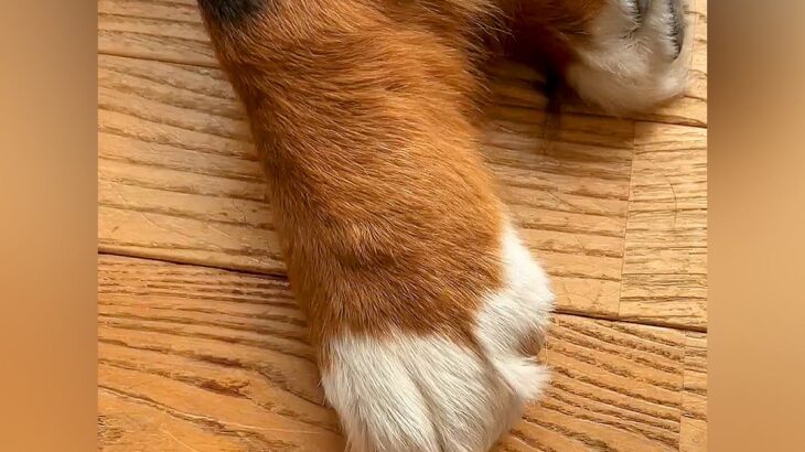 超大型犬のおててを人間の手と比較してみたら…思った以上に『重量感ある光景』に2万いいね集まる「たまらん…最高」「握手してください」と悶絶(ブログ)