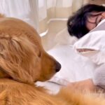 高熱で寝込む女の子→大型犬が様子を見に来て…普段は絶対にしないという『優しすぎる行動』が16万再生「ほんとに愛おしい」「愛を感じる」(ブログ)