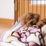 犬が快適に過ごせる『ケージ』とは？5つの特徴から愛犬の居心地を良くするためのコツまで(ブログ)