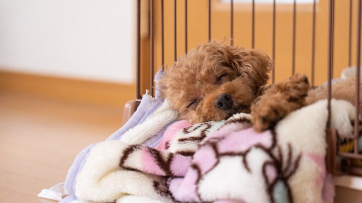 犬が快適に過ごせる『ケージ』とは？5つの特徴から愛犬の居心地を良くするためのコツまで(ブログ)