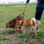 犬が人に『オシッコ』をかける5つの心理　どんな理由があるの？飼い主が注意すべきことまで(ブログ)