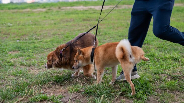 犬が人に『オシッコ』をかける5つの心理　どんな理由があるの？飼い主が注意すべきことまで(ブログ)